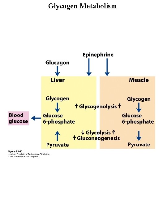 Glycogen Metabolism 