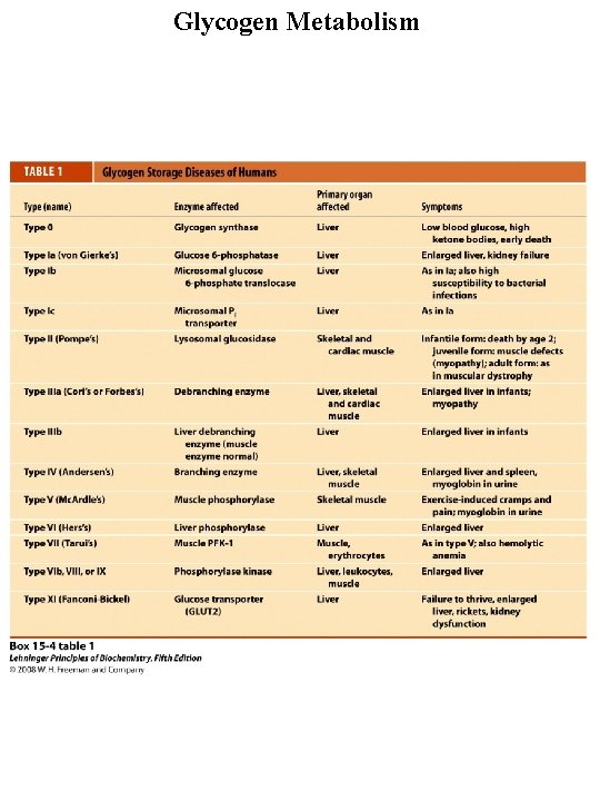 Glycogen Metabolism 