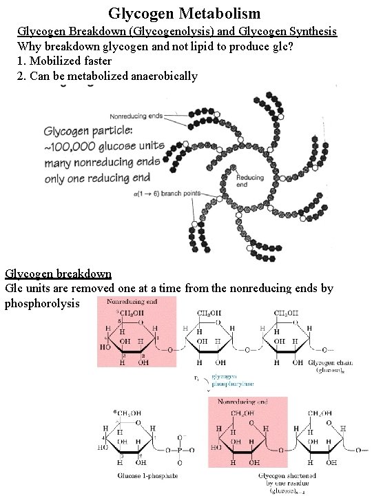 Glycogen Metabolism Glycogen Breakdown (Glycogenolysis) and Glycogen Synthesis Why breakdown glycogen and not lipid