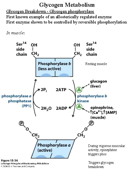 Glycogen Metabolism Glycogen Breakdown - Glycogen phosphorylase First known example of an allosterically regulated