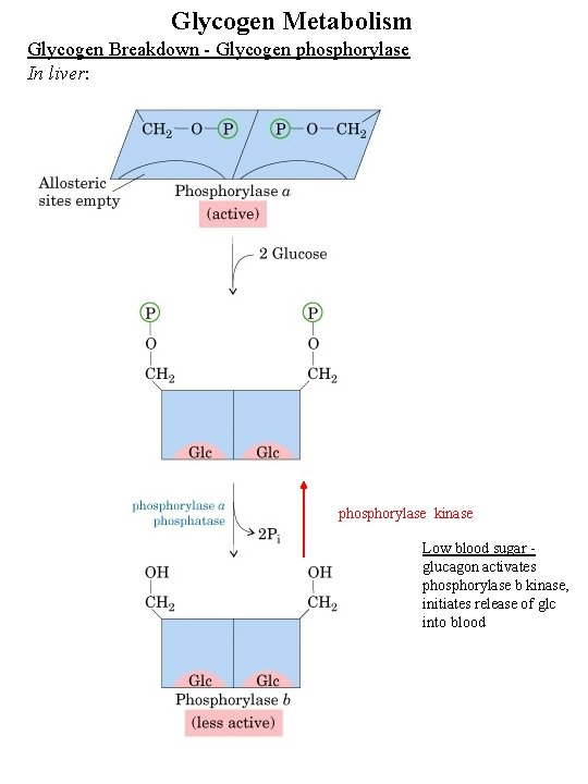 Glycogen Metabolism Glycogen Breakdown - Glycogen phosphorylase In liver: phosphorylase kinase Low blood sugar
