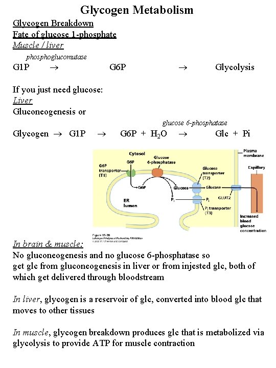 Glycogen Metabolism Glycogen Breakdown Fate of glucose 1 -phosphate Muscle / liver phosphoglucomutase G