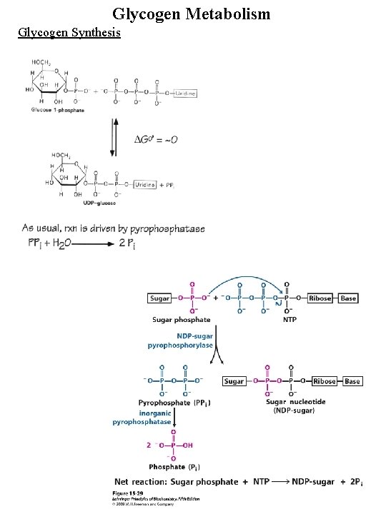 Glycogen Metabolism Glycogen Synthesis 