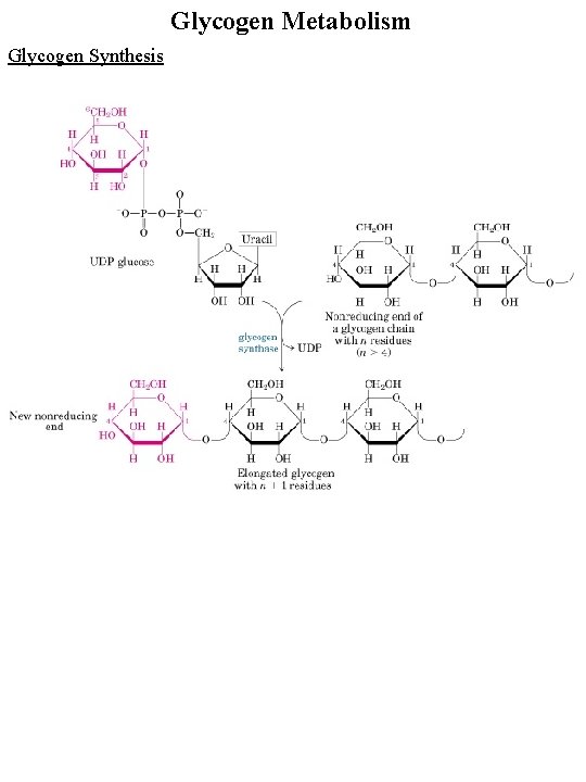 Glycogen Metabolism Glycogen Synthesis 
