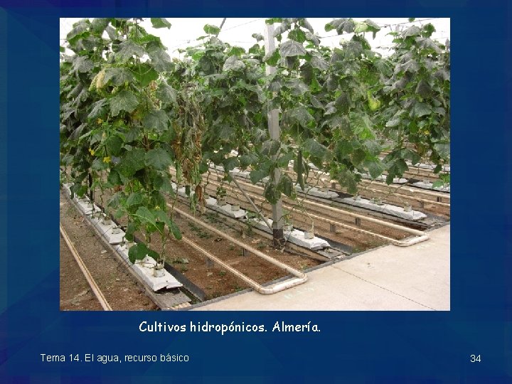 Cultivos hidropónicos. Almería. Tema 14. El agua, recurso básico 34 