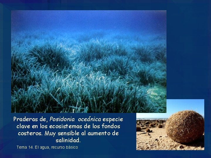Praderas de, Posidonia oceánica especie clave en los ecosistemas de los fondos costeros. Muy