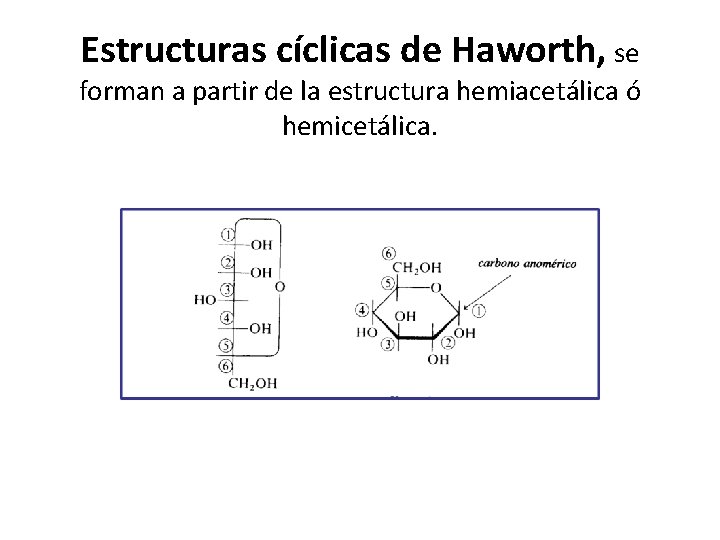 Estructuras cíclicas de Haworth, se forman a partir de la estructura hemiacetálica ó hemicetálica.