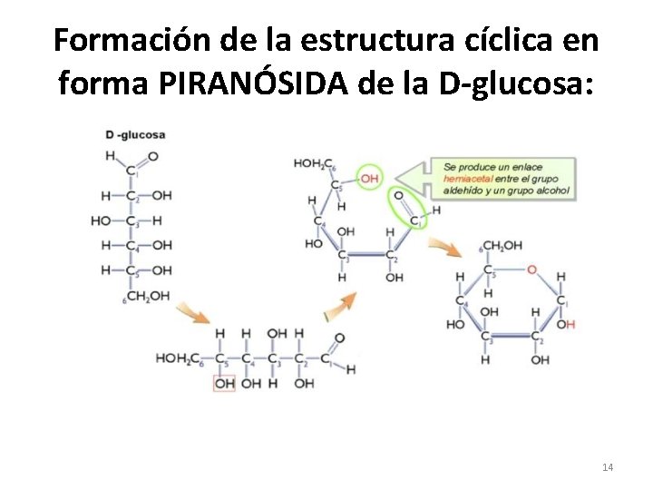 Formación de la estructura cíclica en forma PIRANÓSIDA de la D-glucosa: 14 