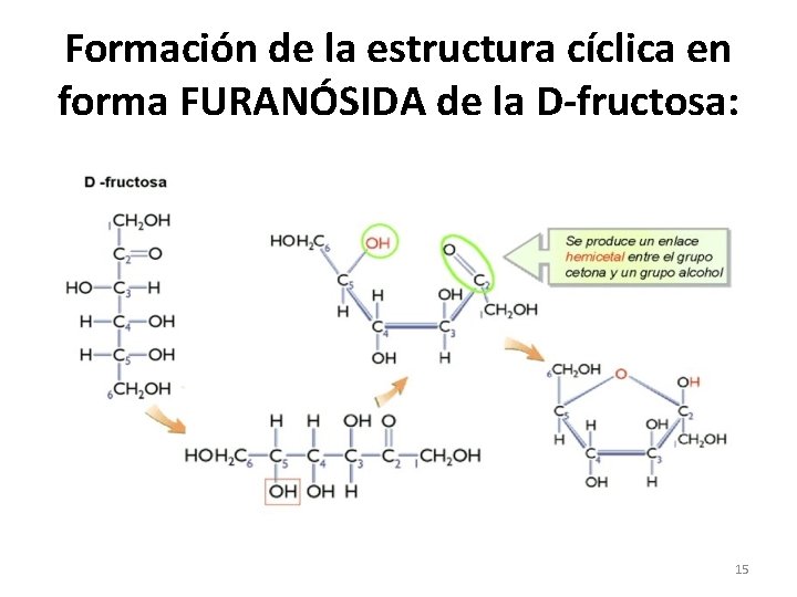 Formación de la estructura cíclica en forma FURANÓSIDA de la D-fructosa: 15 