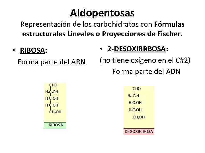 Aldopentosas Representación de los carbohidratos con Fórmulas estructurales Lineales o Proyecciones de Fischer. •