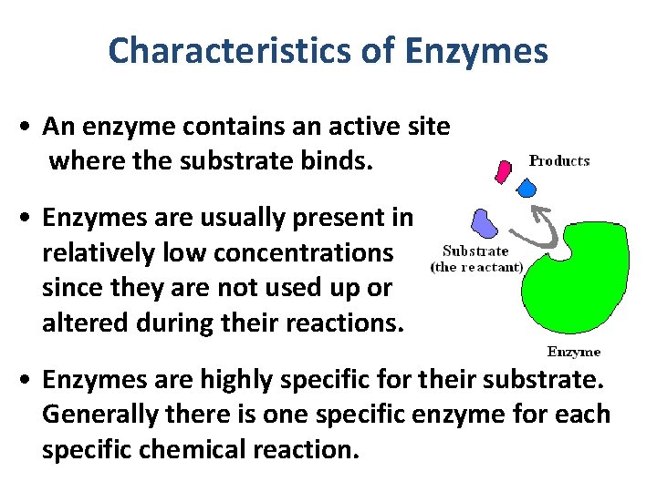 Characteristics of Enzymes • An enzyme contains an active site where the substrate binds.