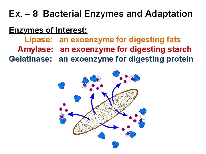 Ex. – 8 Bacterial Enzymes and Adaptation Enzymes of Interest: Lipase: an exoenzyme for