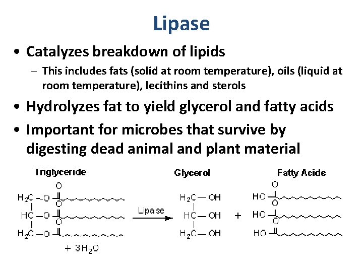 Lipase • Catalyzes breakdown of lipids – This includes fats (solid at room temperature),