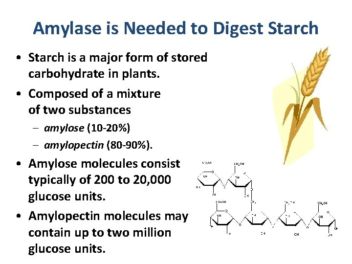 Amylase is Needed to Digest Starch • Starch is a major form of stored
