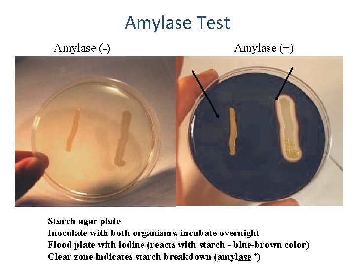 Amylase Test Amylase (-) Amylase (+) Starch agar plate Inoculate with both organisms, incubate