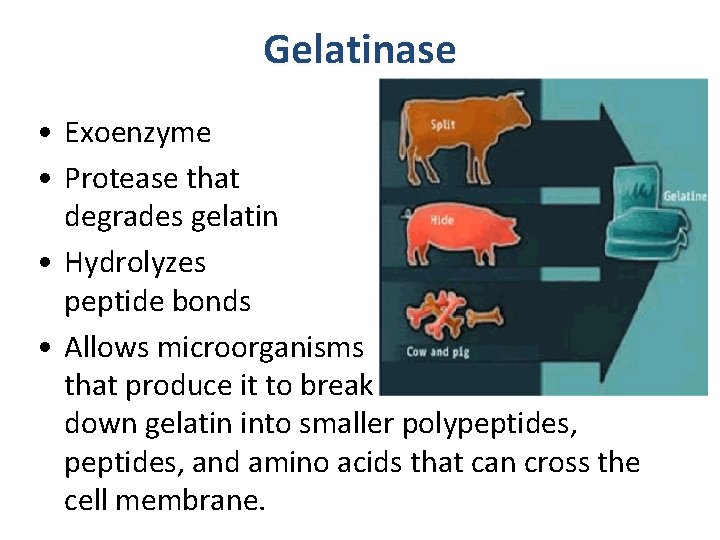 Gelatinase • Exoenzyme • Protease that degrades gelatin • Hydrolyzes peptide bonds • Allows