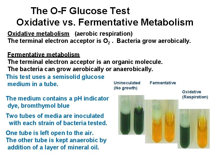 The O-F Glucose Test Oxidative vs. Fermentative Metabolism Oxidative metabolism (aerobic respiration) The terminal