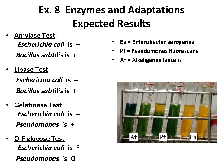 Ex. 8 Enzymes and Adaptations Expected Results • Amylase Test Escherichia coli is –