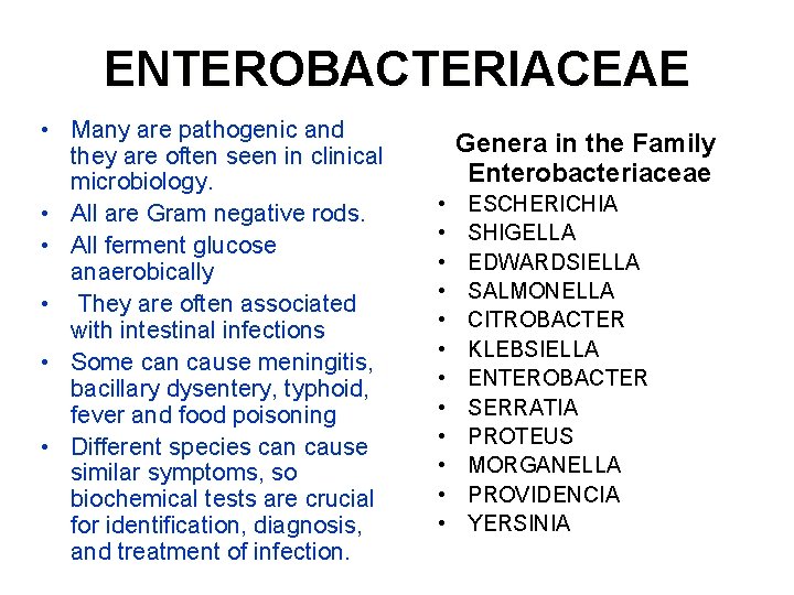 ENTEROBACTERIACEAE • Many are pathogenic and they are often seen in clinical microbiology. •