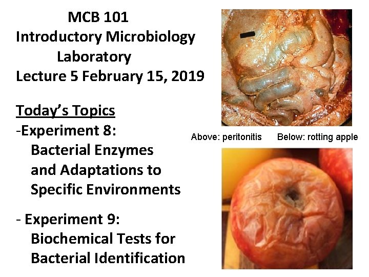 MCB 101 Introductory Microbiology Laboratory Lecture 5 February 15, 2019 Today’s Topics -Experiment 8: