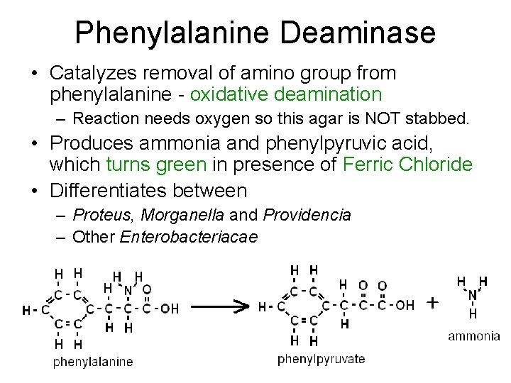 Phenylalanine Deaminase • Catalyzes removal of amino group from phenylalanine - oxidative deamination –