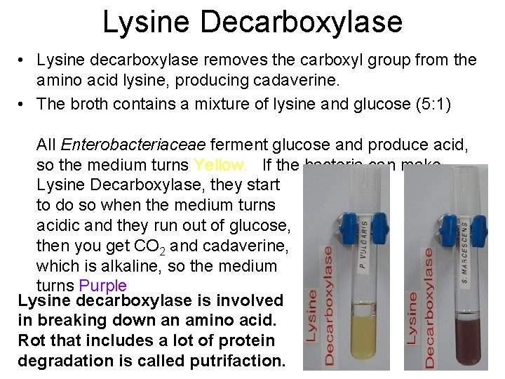 Lysine Decarboxylase • Lysine decarboxylase removes the carboxyl group from the amino acid lysine,