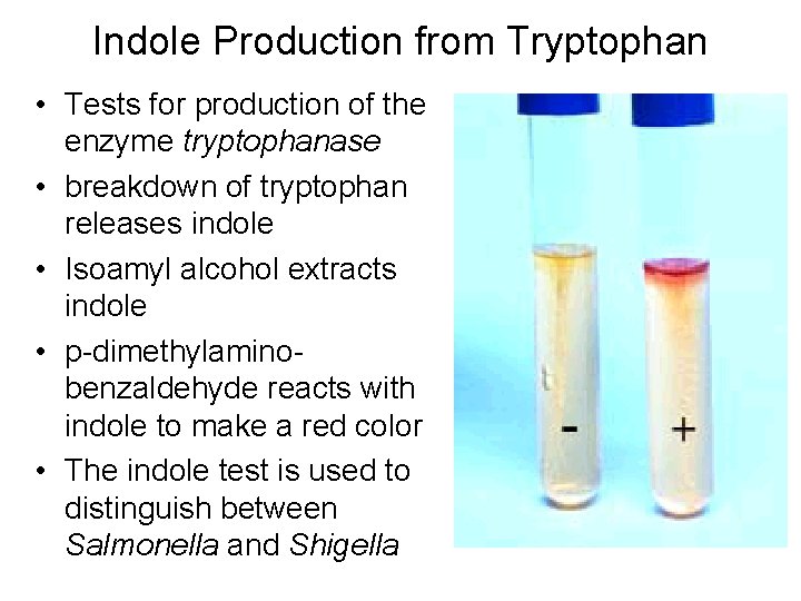 Indole Production from Tryptophan • Tests for production of the enzyme tryptophanase • breakdown