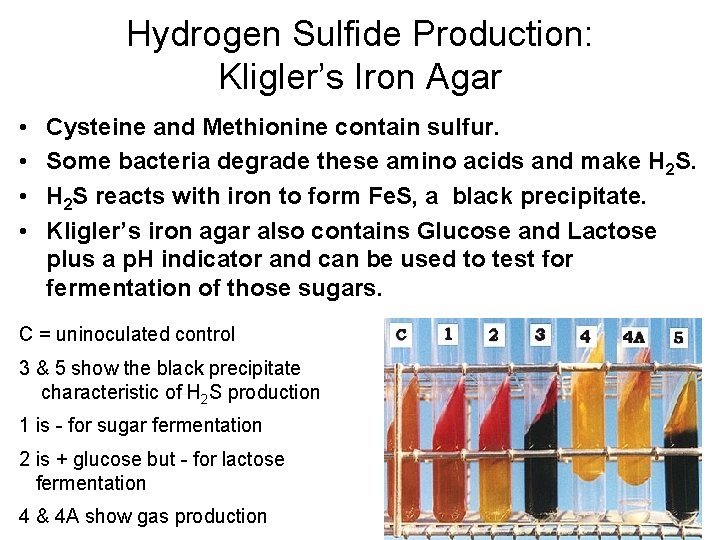 Hydrogen Sulfide Production: Kligler’s Iron Agar • • Cysteine and Methionine contain sulfur. Some