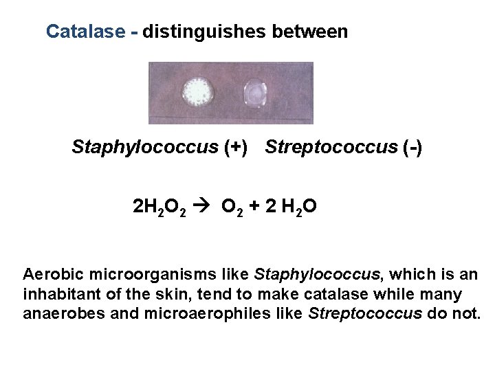 Catalase - distinguishes between Staphylococcus (+) Streptococcus (-) 2 H 2 O 2 +