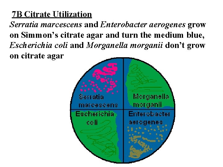 7 B Citrate Utilization Serratia marcescens and Enterobacter aerogenes grow on Simmon’s citrate agar