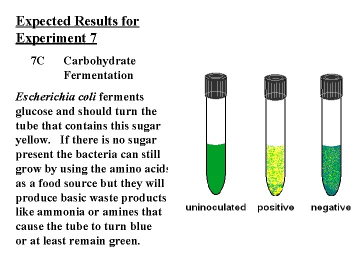 Expected Results for Experiment 7 7 C Carbohydrate Fermentation Escherichia coli ferments glucose and