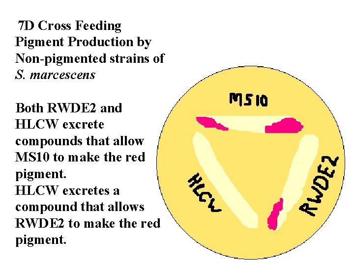 7 D Cross Feeding Pigment Production by Non-pigmented strains of S. marcescens Both RWDE