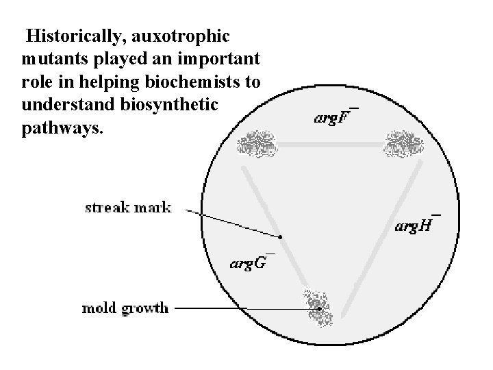 Historically, auxotrophic mutants played an important role in helping biochemists to understand biosynthetic pathways.