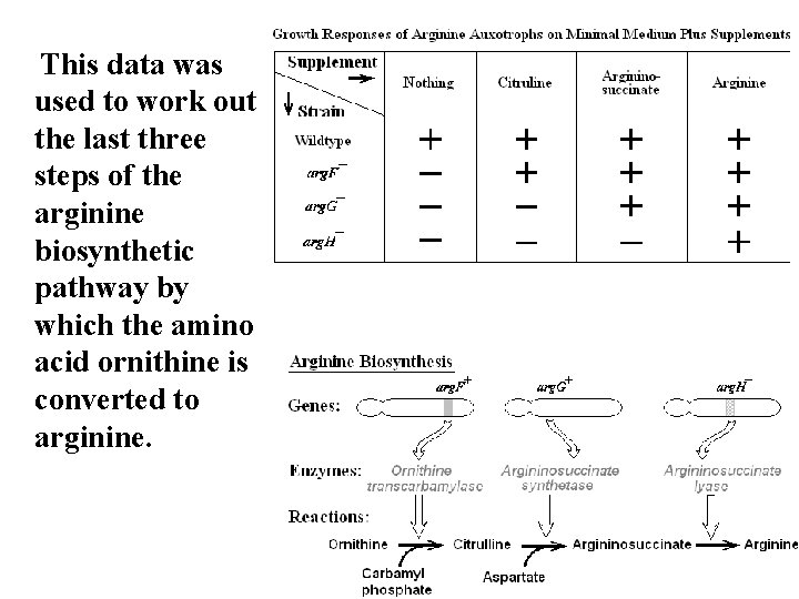 This data was used to work out the last three steps of the arginine