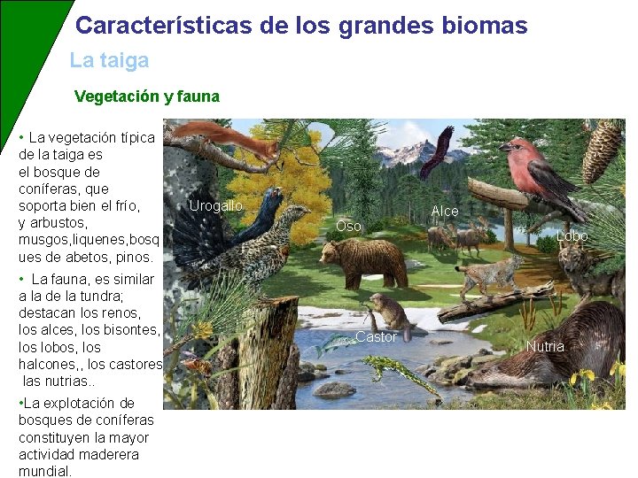 Características de los grandes biomas La taiga Vegetación y fauna • La vegetación típica