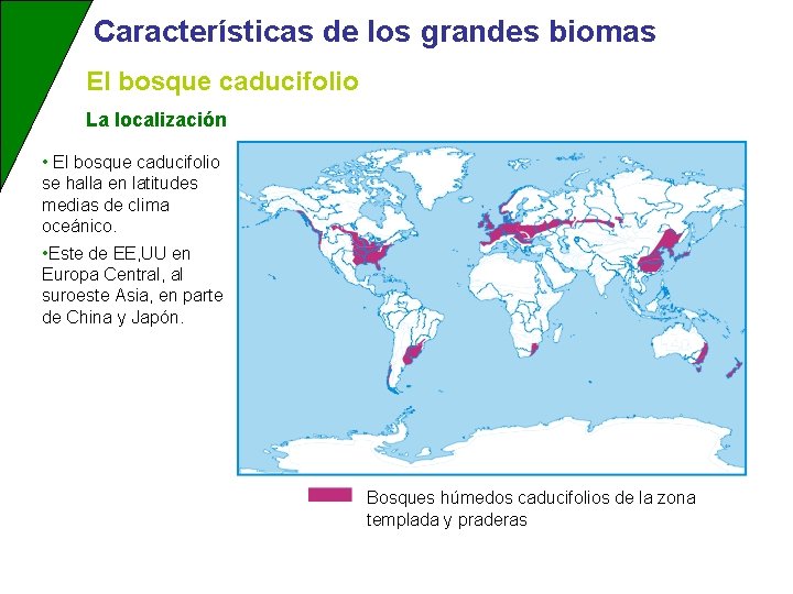 Características de los grandes biomas El bosque caducifolio La localización • El bosque caducifolio