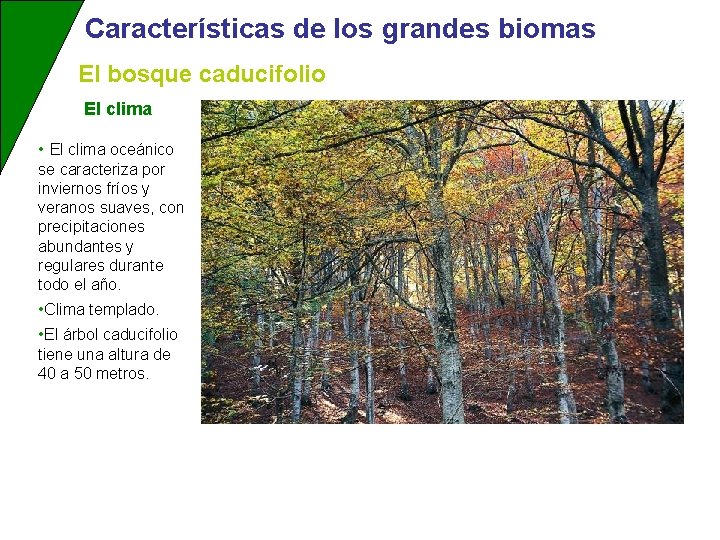 Características de los grandes biomas El bosque caducifolio El clima • El clima oceánico