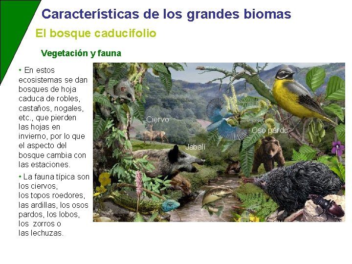 Características de los grandes biomas El bosque caducifolio Vegetación y fauna • En estos