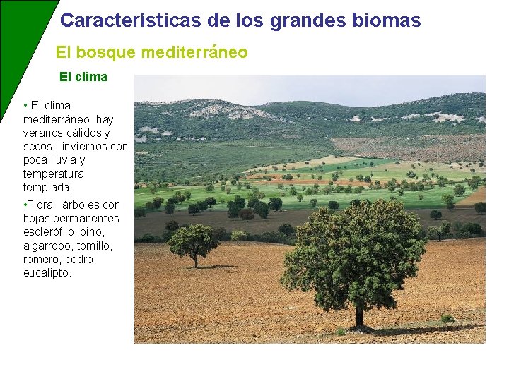 Características de los grandes biomas El bosque mediterráneo El clima • El clima mediterráneo
