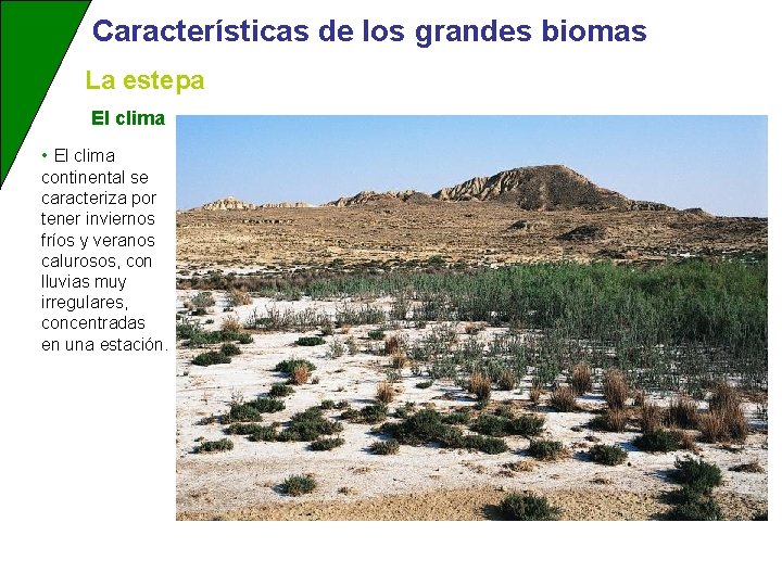 Características de los grandes biomas La estepa El clima • El clima continental se