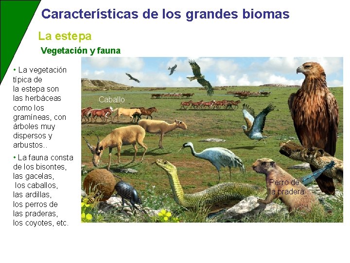 Características de los grandes biomas La estepa Vegetación y fauna • La vegetación típica