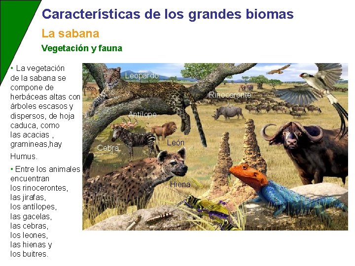 Características de los grandes biomas La sabana Vegetación y fauna • La vegetación de