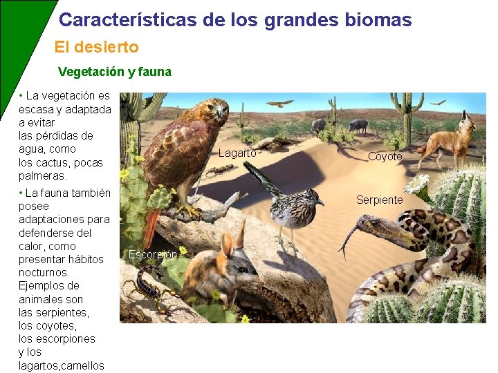 Características de los grandes biomas El desierto Vegetación y fauna • La vegetación es