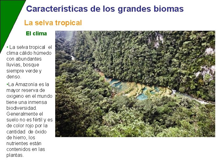 Características de los grandes biomas La selva tropical El clima • La selva tropical