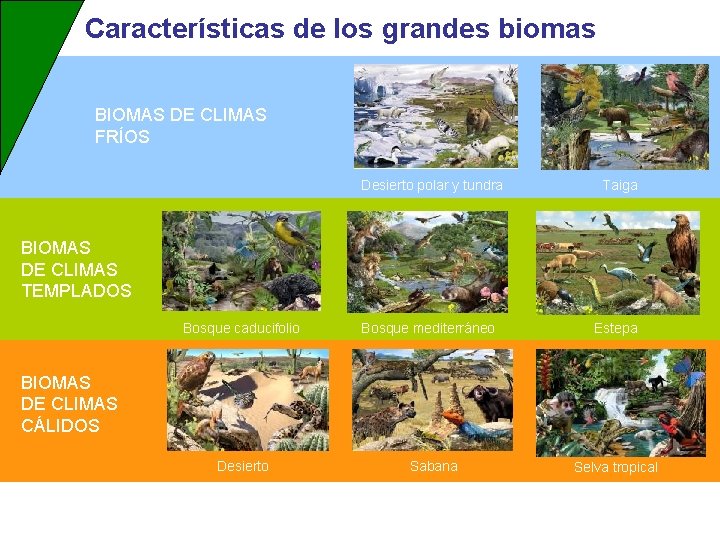 Características de los grandes biomas BIOMAS DE CLIMAS FRÍOS Desierto polar y tundra Taiga