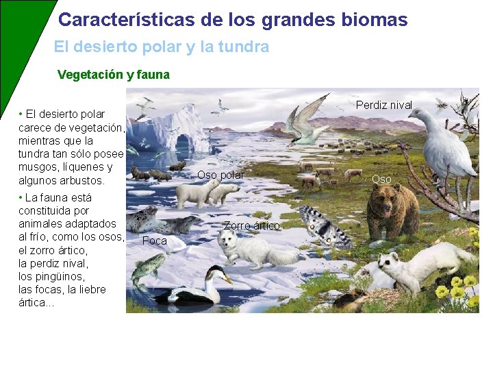 Características de los grandes biomas El desierto polar y la tundra Vegetación y fauna