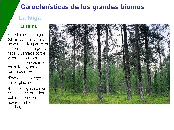 Características de los grandes biomas La taiga El clima • El clima de la