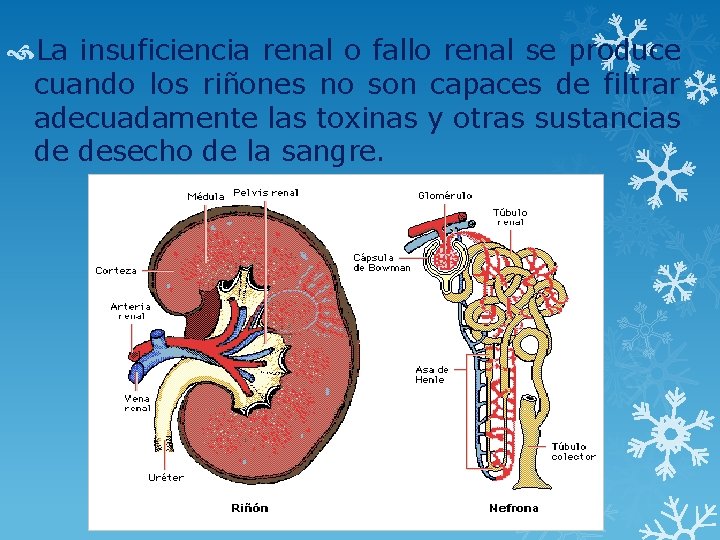  La insuficiencia renal o fallo renal se produce cuando los riñones no son