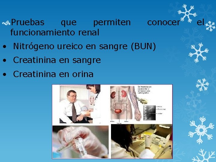  Pruebas que permiten funcionamiento renal conocer • Nitrógeno ureico en sangre (BUN) •