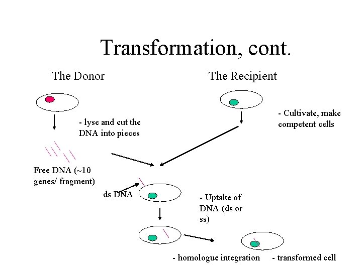 Transformation, cont. The Donor The Recipient - Cultivate, make competent cells - lyse and